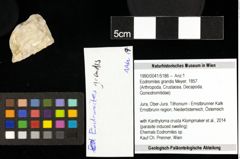 Foto (Objekt + Etiketten) von Eodromites grandis (Meyer, 1857) 